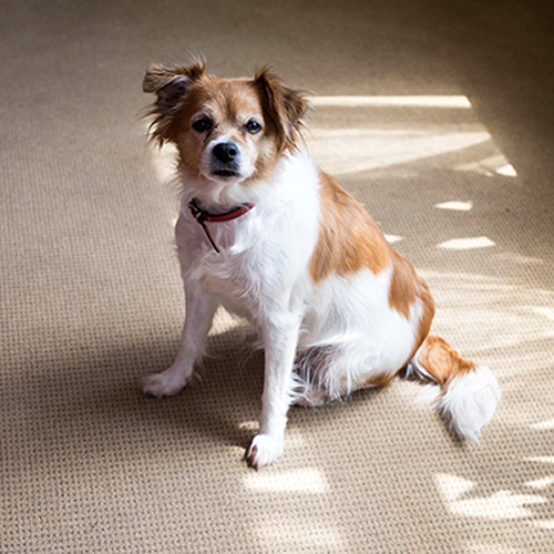 Pet/Odor Issues
