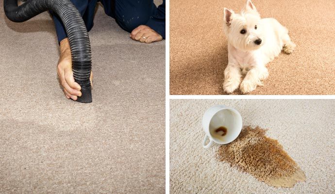 Collage showing carpet deodorizing, a pet sitting on clean carpet, and a stained carpet before cleaning