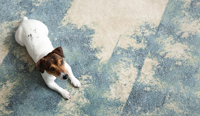 Dog lying on a blue and beige patterned carpet