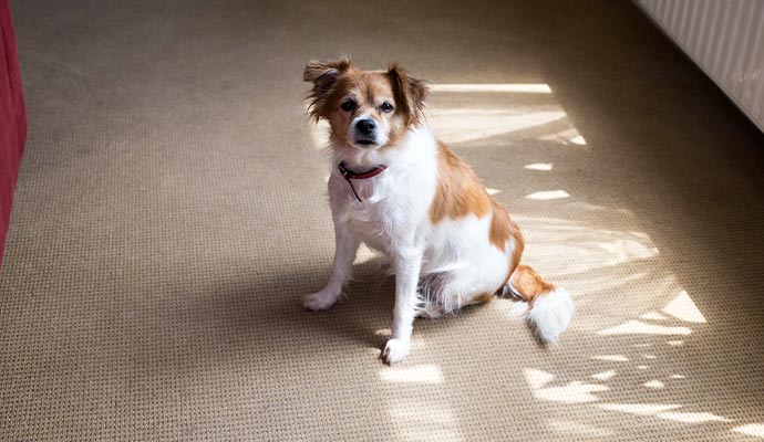 Dog sitting on a beige carpet