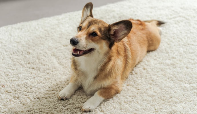 Pet Treatment in Dallas-Fort Worth | Odor Removal Pros