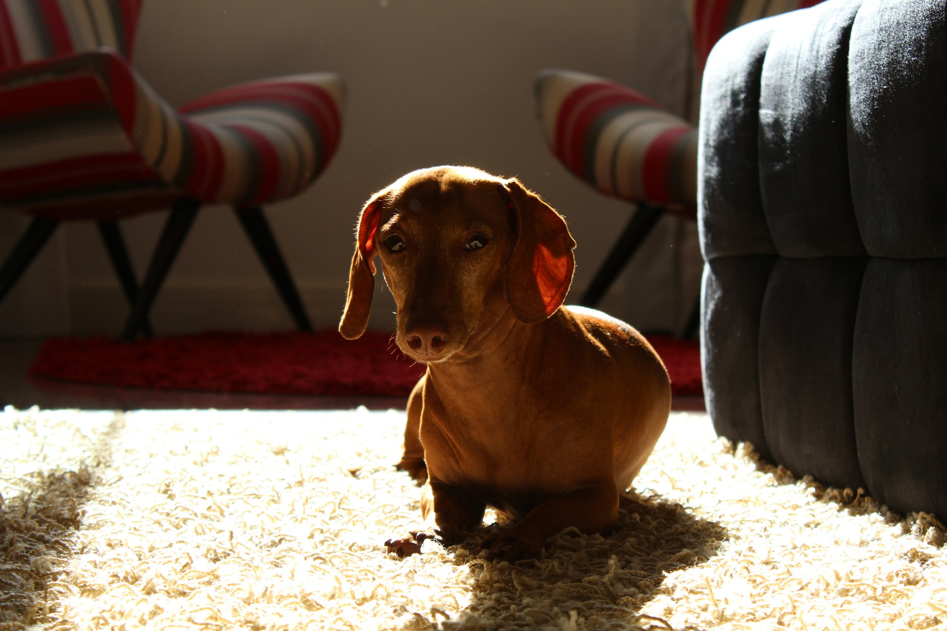 Managing Pet Accidents on Plano Carpets Before Pros Arrive