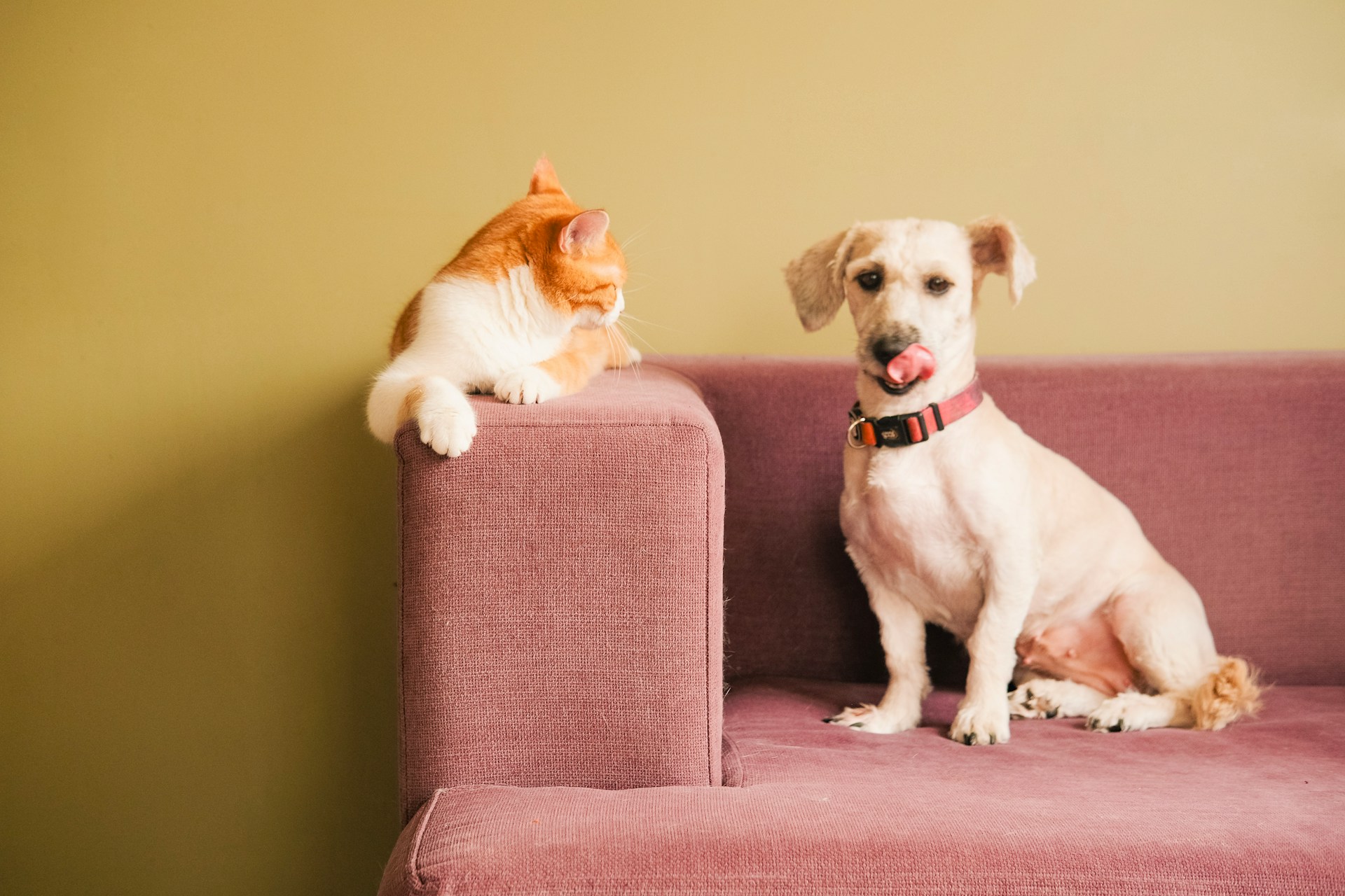 Removing Stubborn Pet Hair from Arlington Furniture