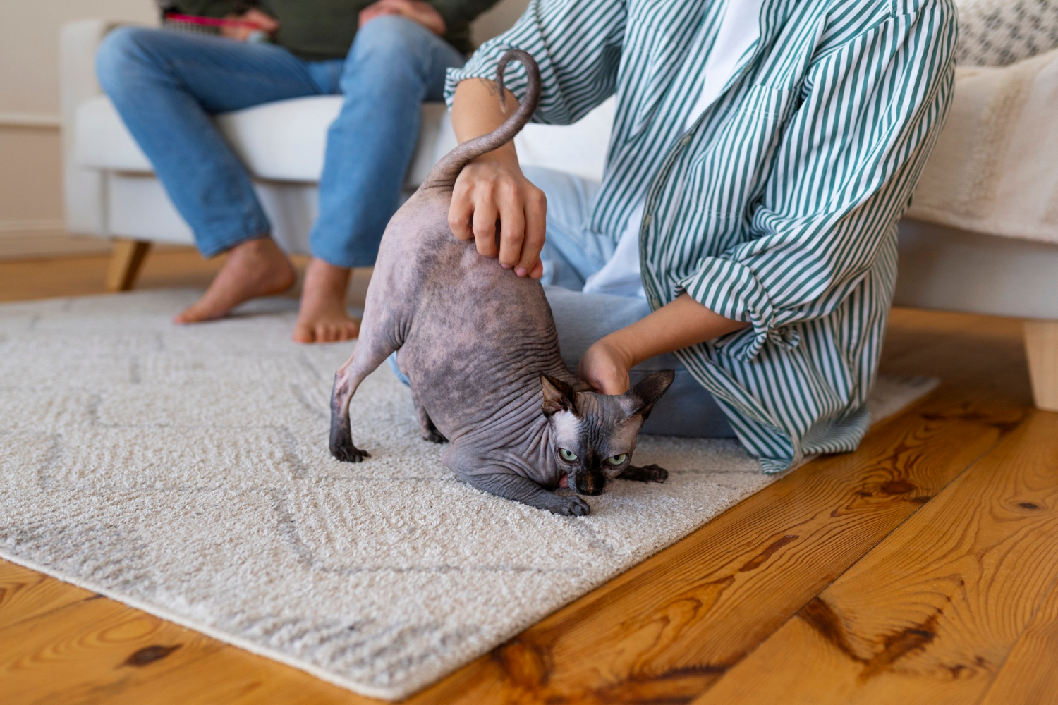 Remove Pet Stains from Arlington Carpets