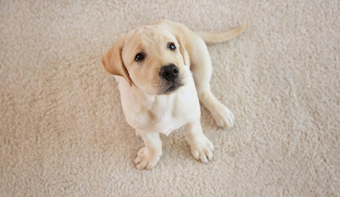 Pet dog sitting on a clean carpet