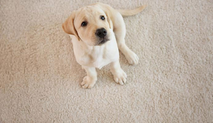 Pet sitting on carpet