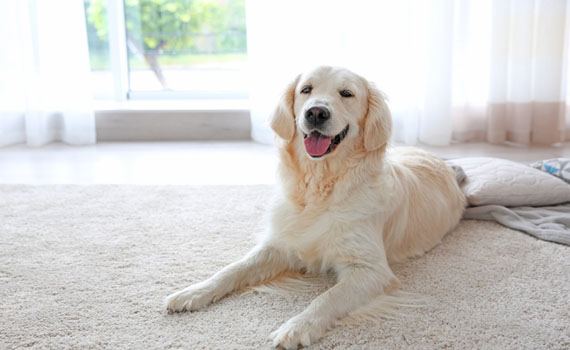 dog sitting on a carpet in the living room 
